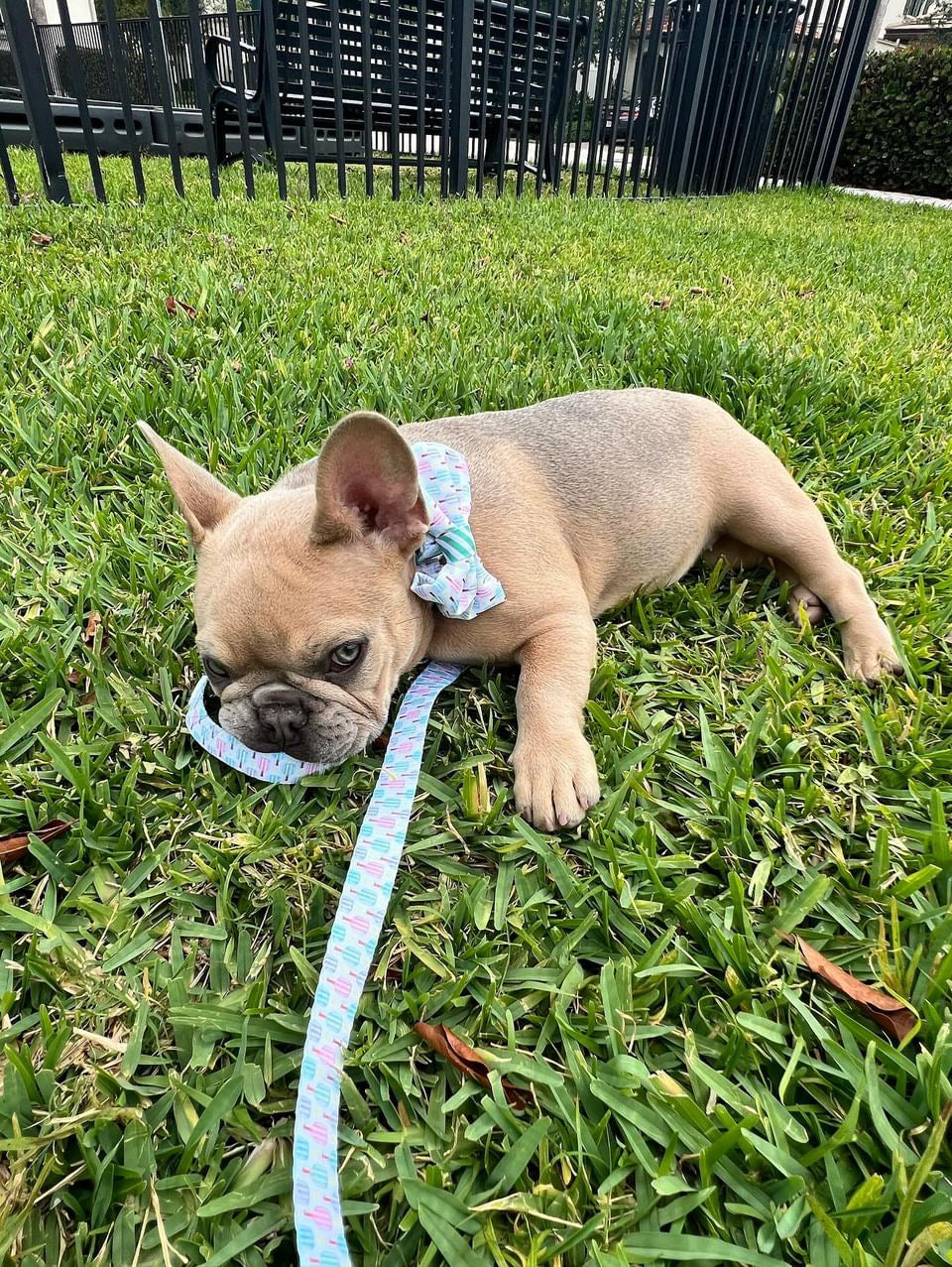 Pickleball Leash