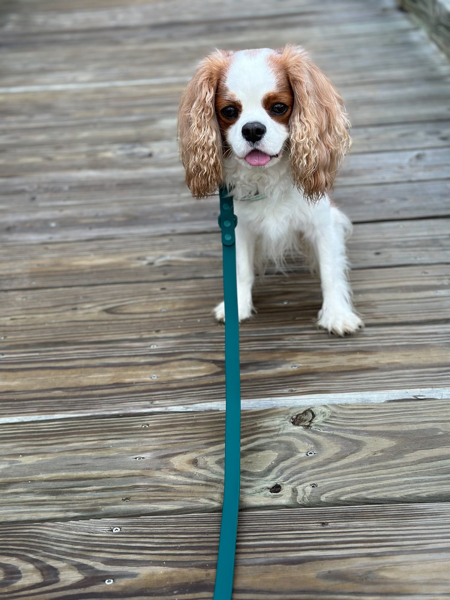 All-Weather Leash: Shoreline Pine