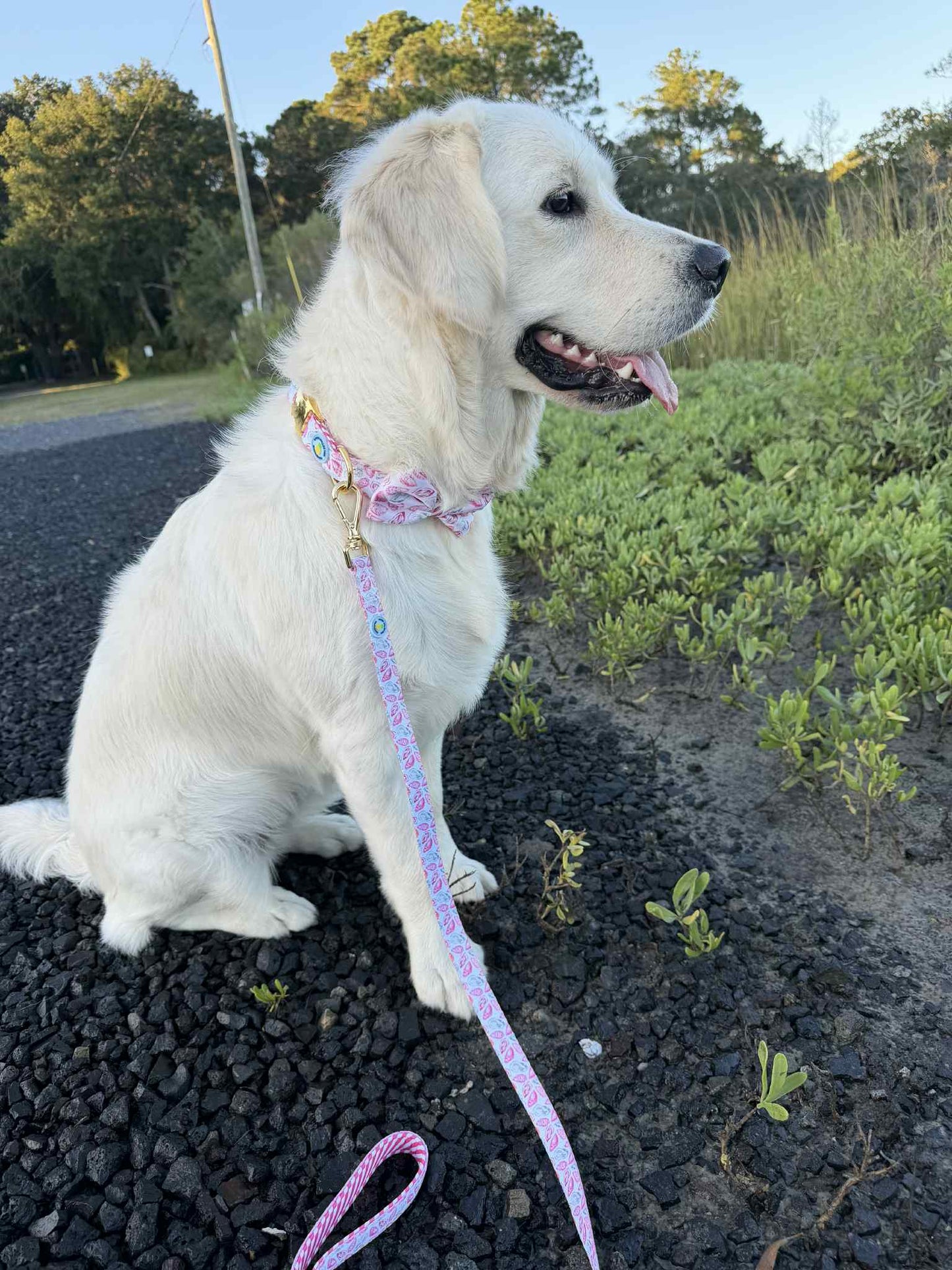 Pink Oyster Dog Collar