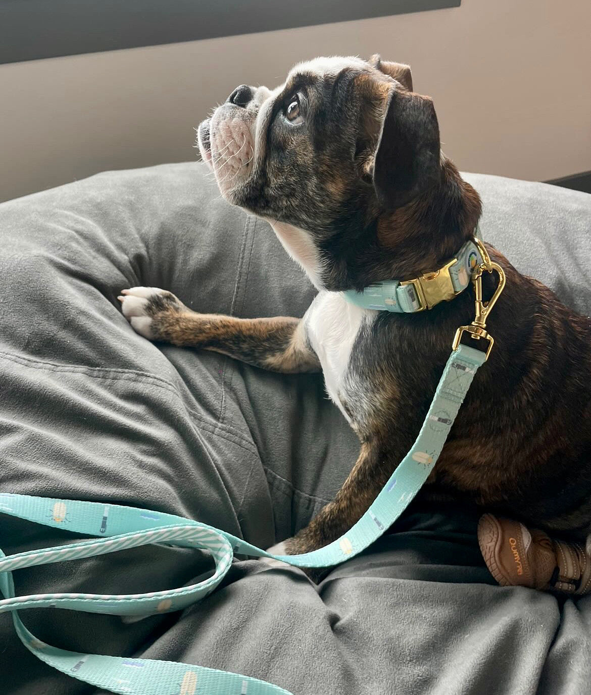 Sullivan's Island Leash