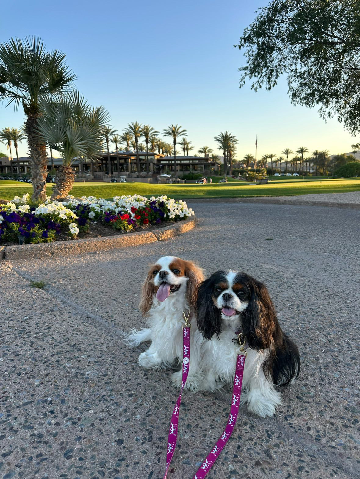 Cavalier Silhouette Leash - Pink