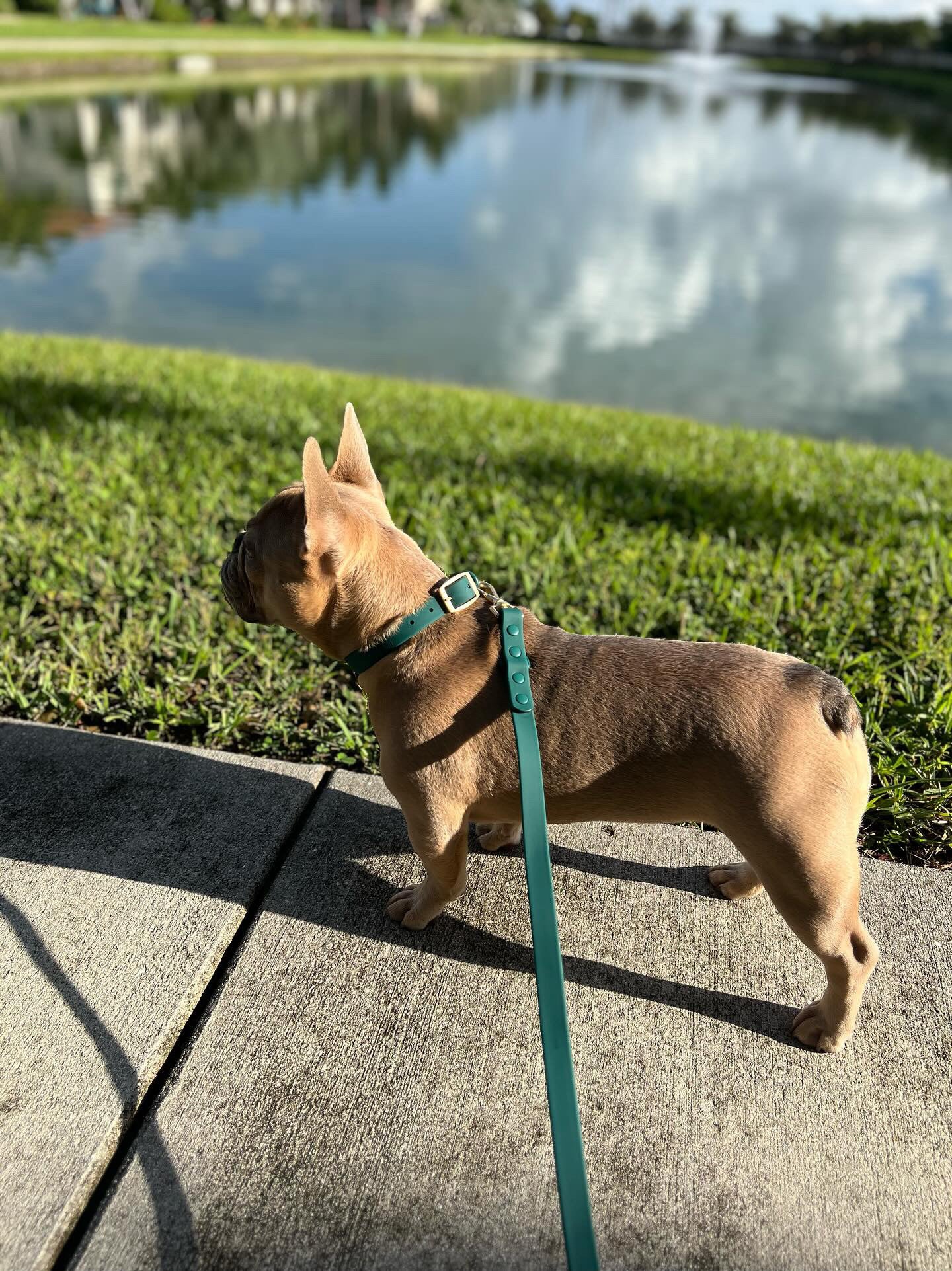 All-Weather Leash: Shoreline Pine
