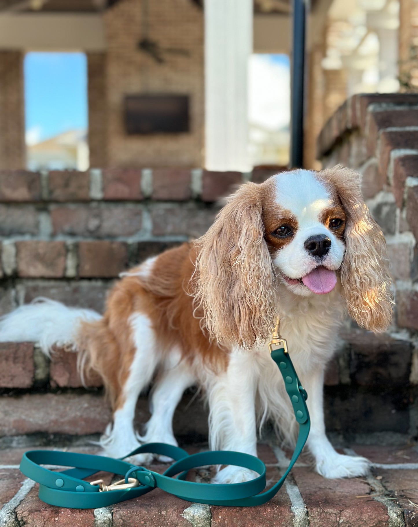 All-Weather Leash: Shoreline Pine