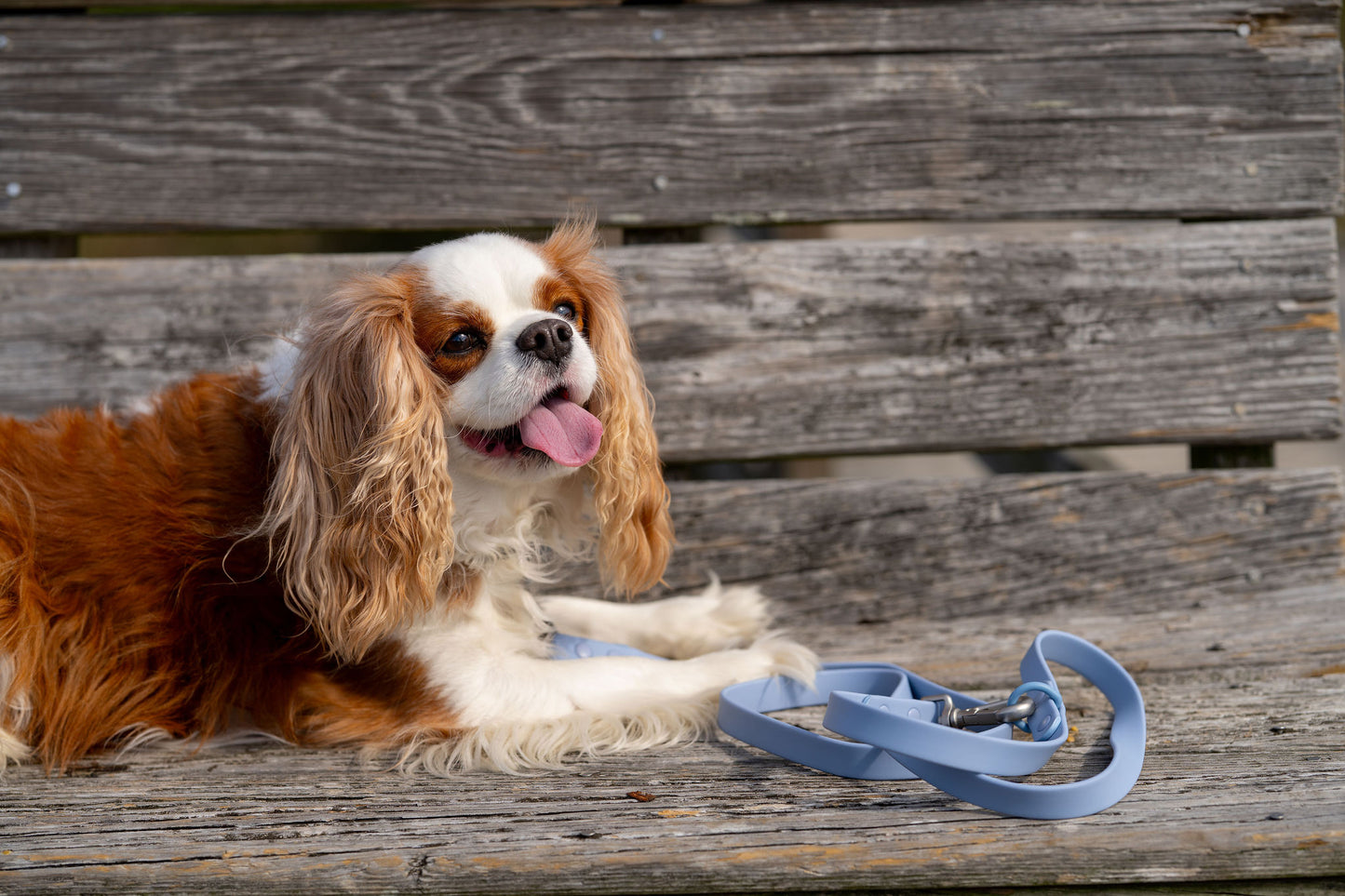 All-Weather Leash: Ocean Mist