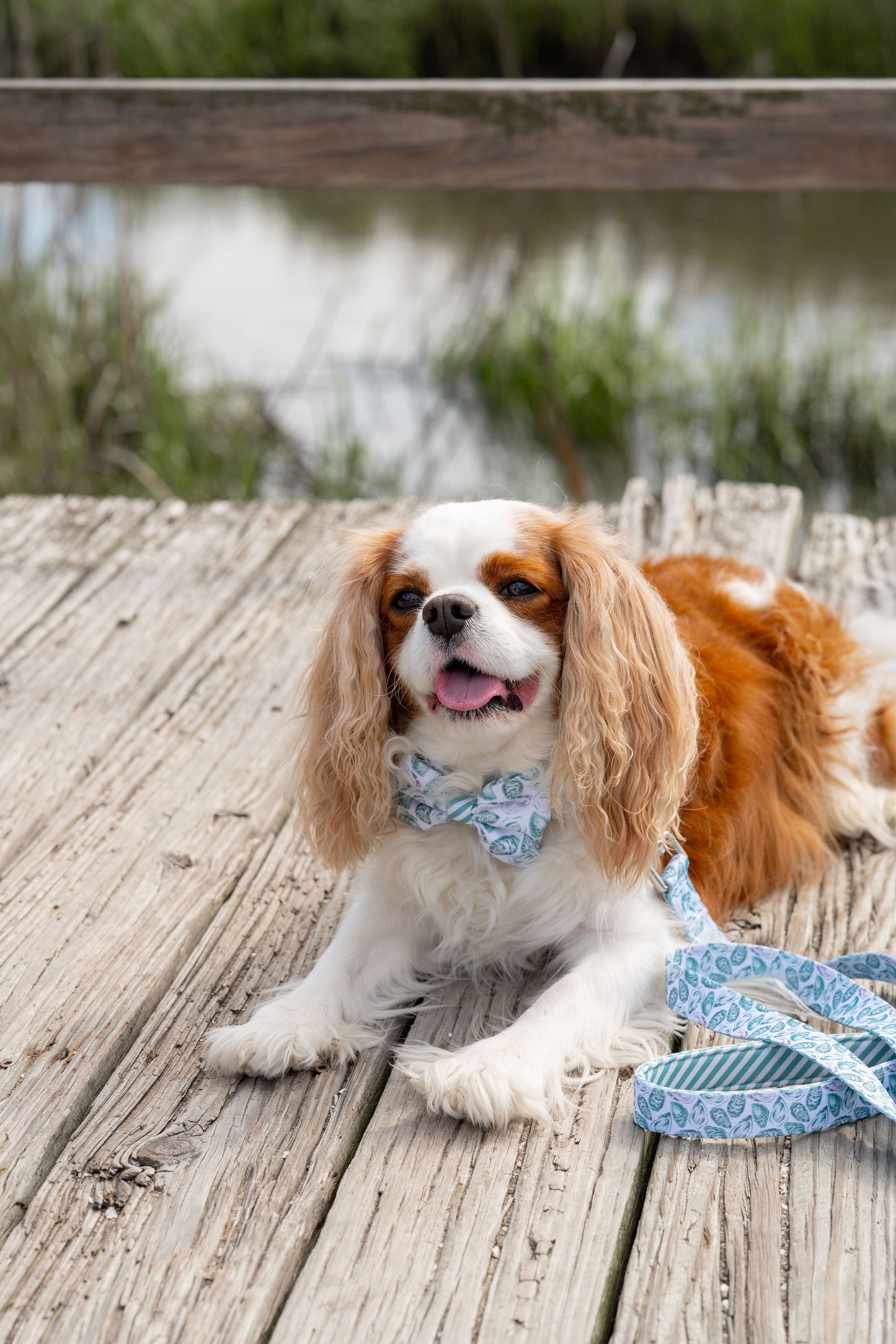 Green Oyster Bow Tie