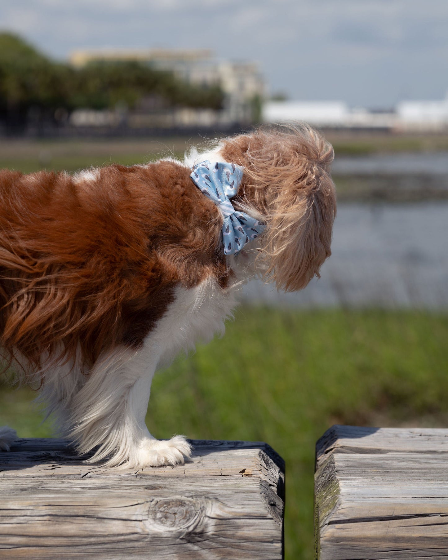 Seabird Bow Tie