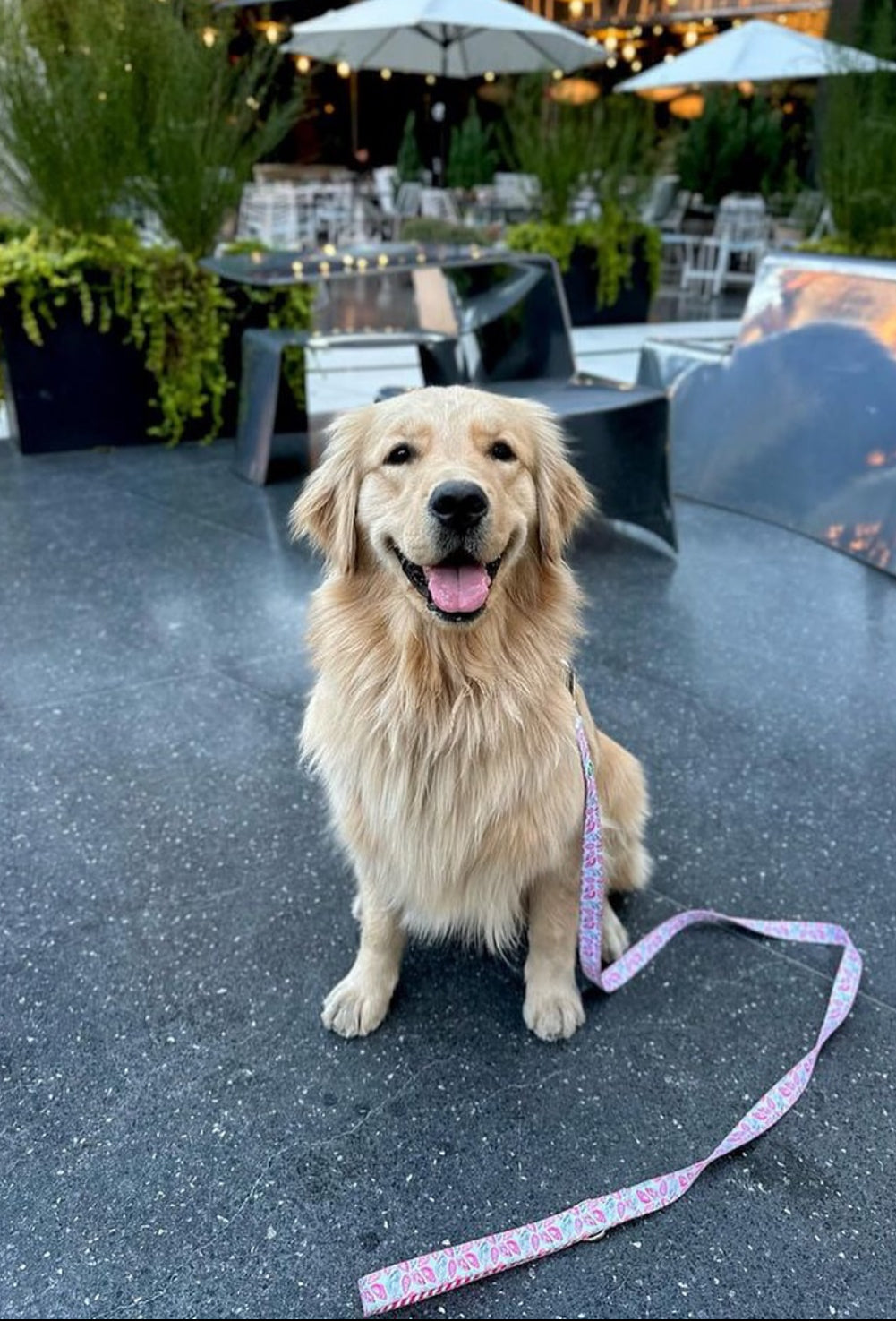 Pink Oyster Leash