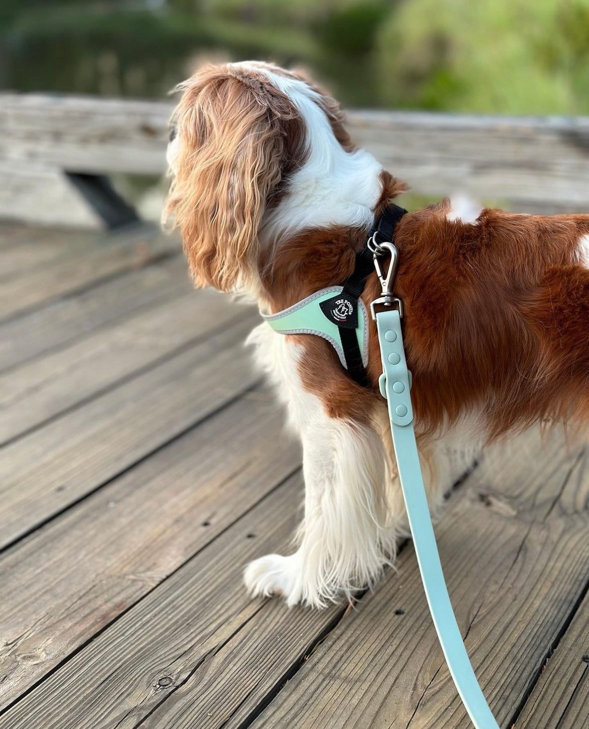 All-Weather Leash: Sea Mist