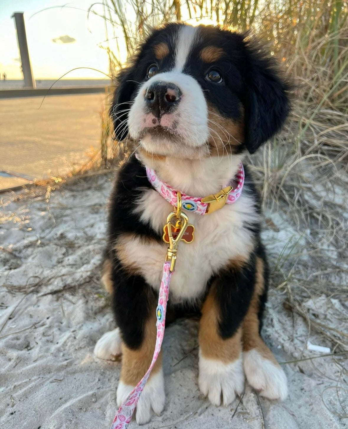 Pink Oyster Leash