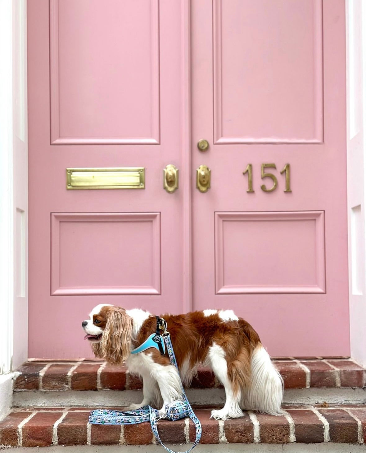 Rainbow Row Leash