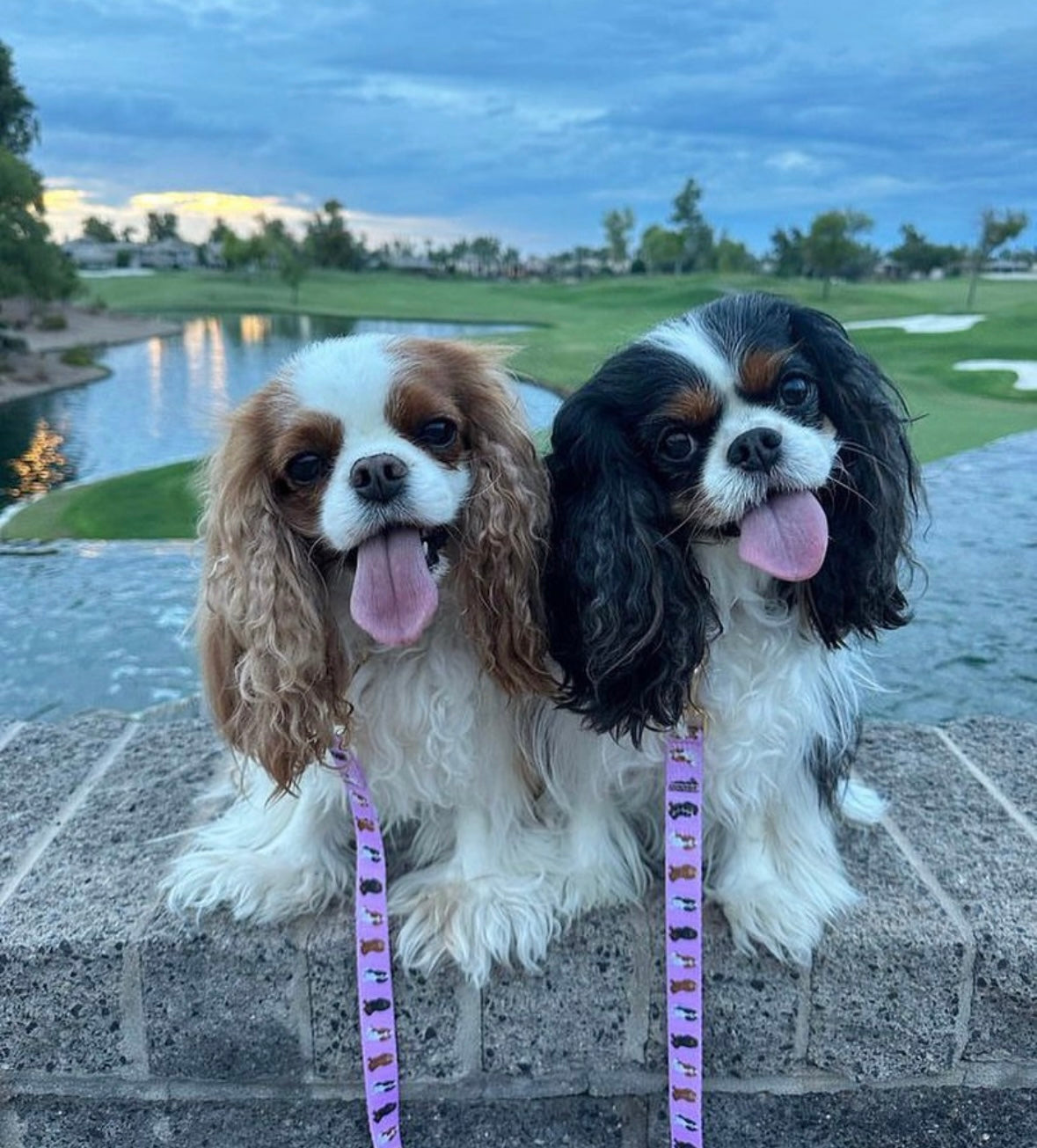 Cavalier Leash - Pink