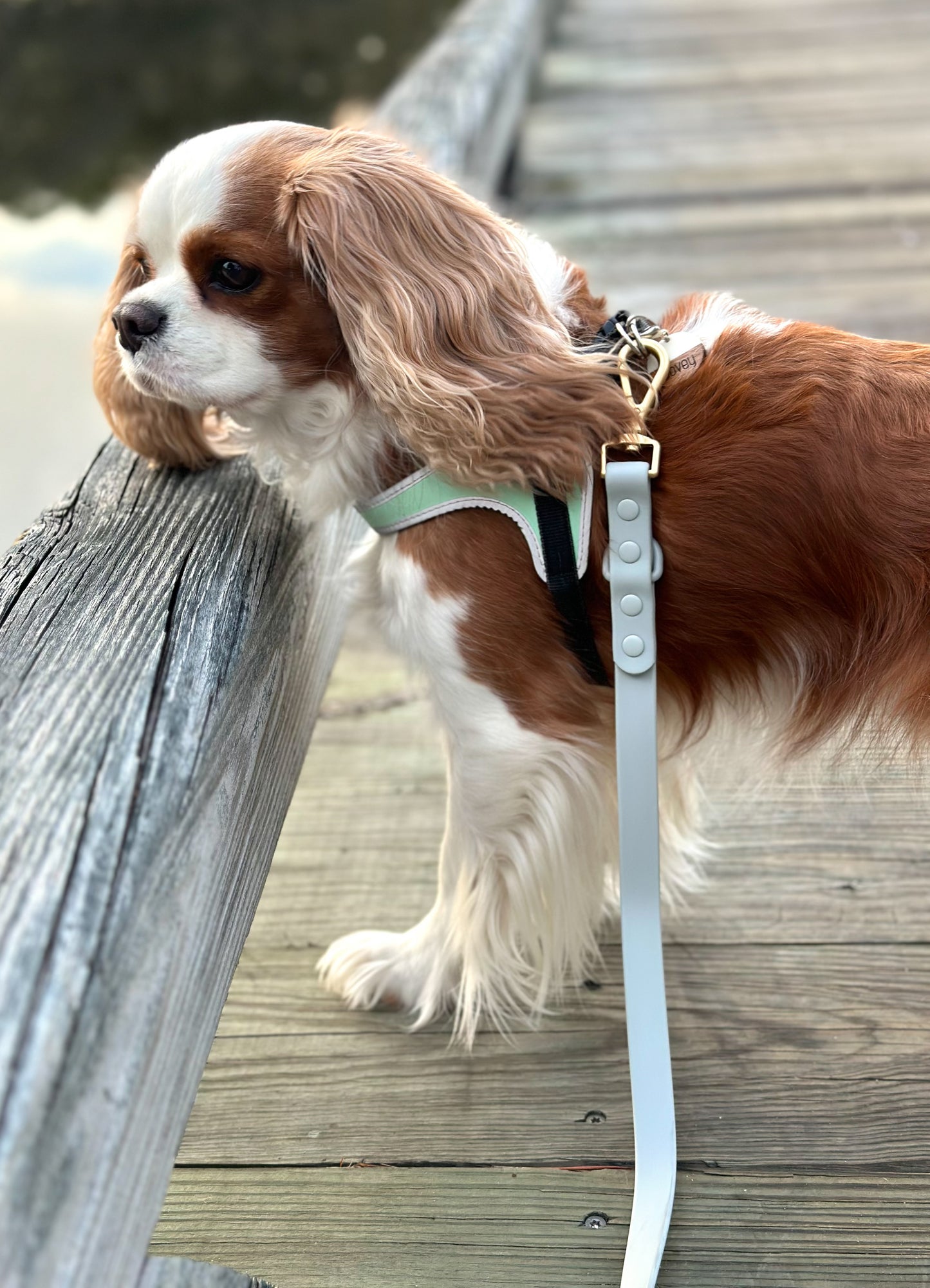 All-Weather Leash: Coastal Grey