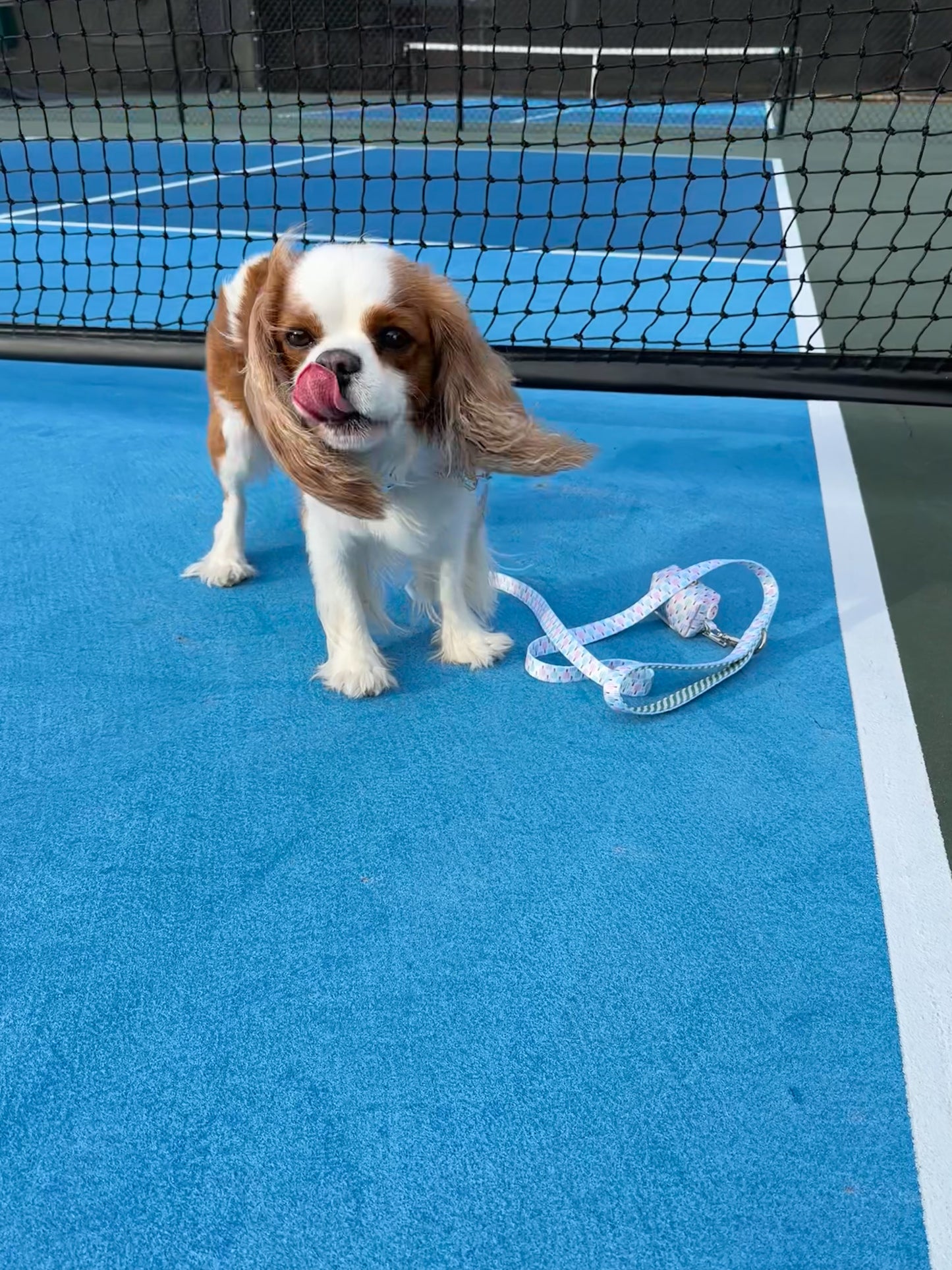 Pickleball Dog Collar