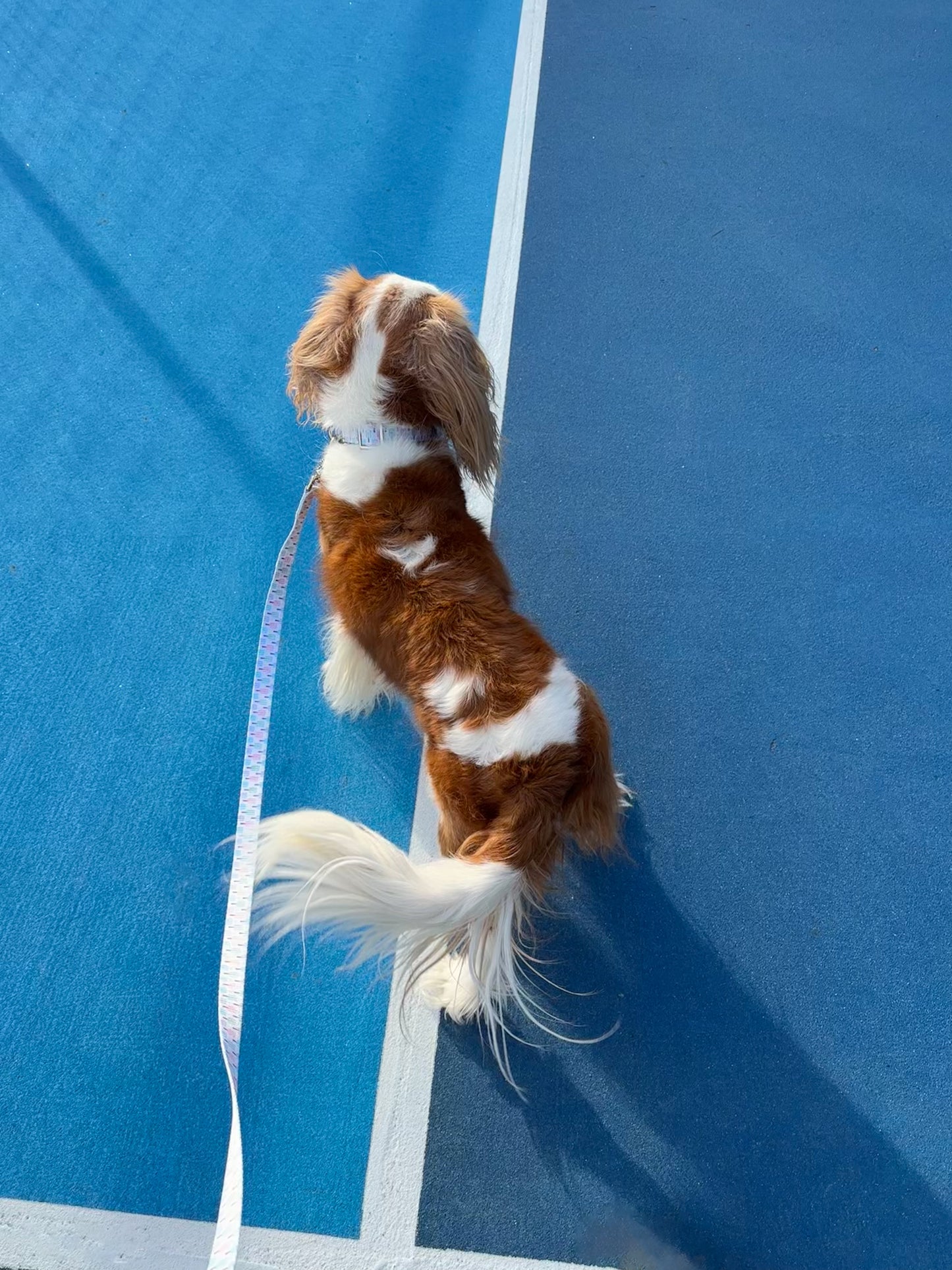 Pickleball Dog Collar