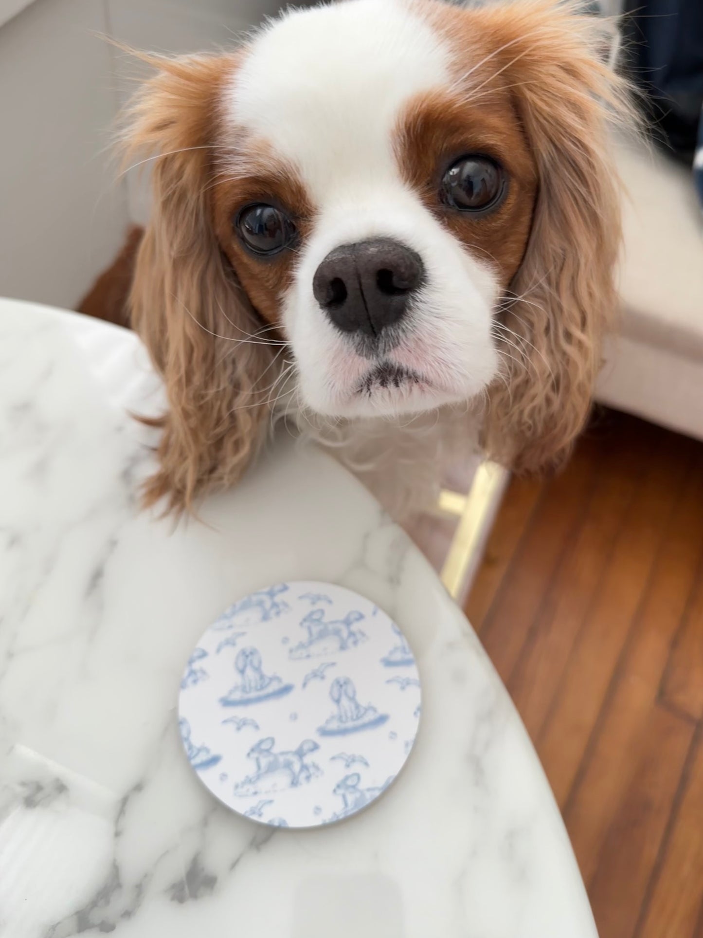 Cavalier Birch Wood Coasters (Set of 4)