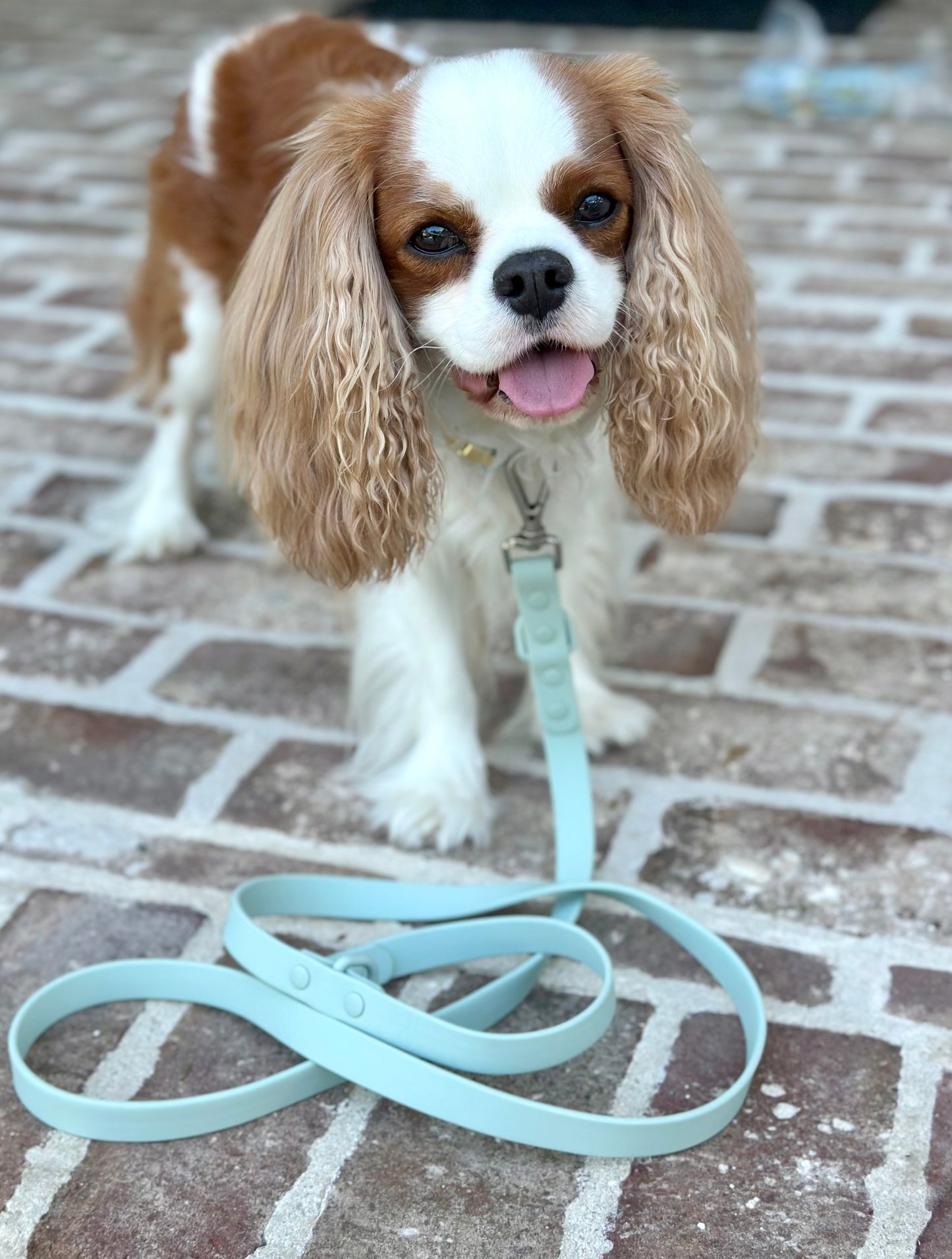All-Weather Leash: Sea Mist