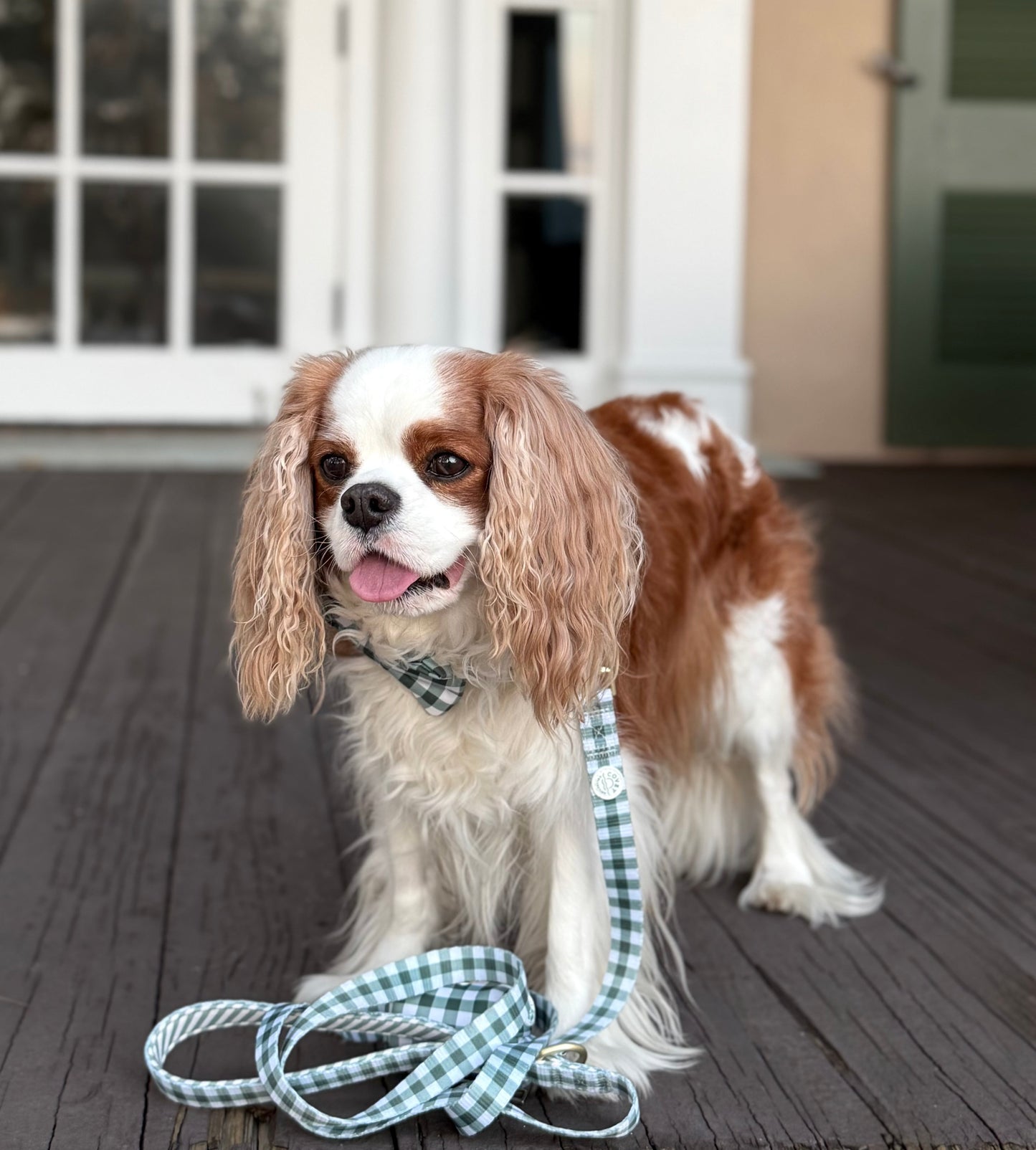 Green Gingham Leash