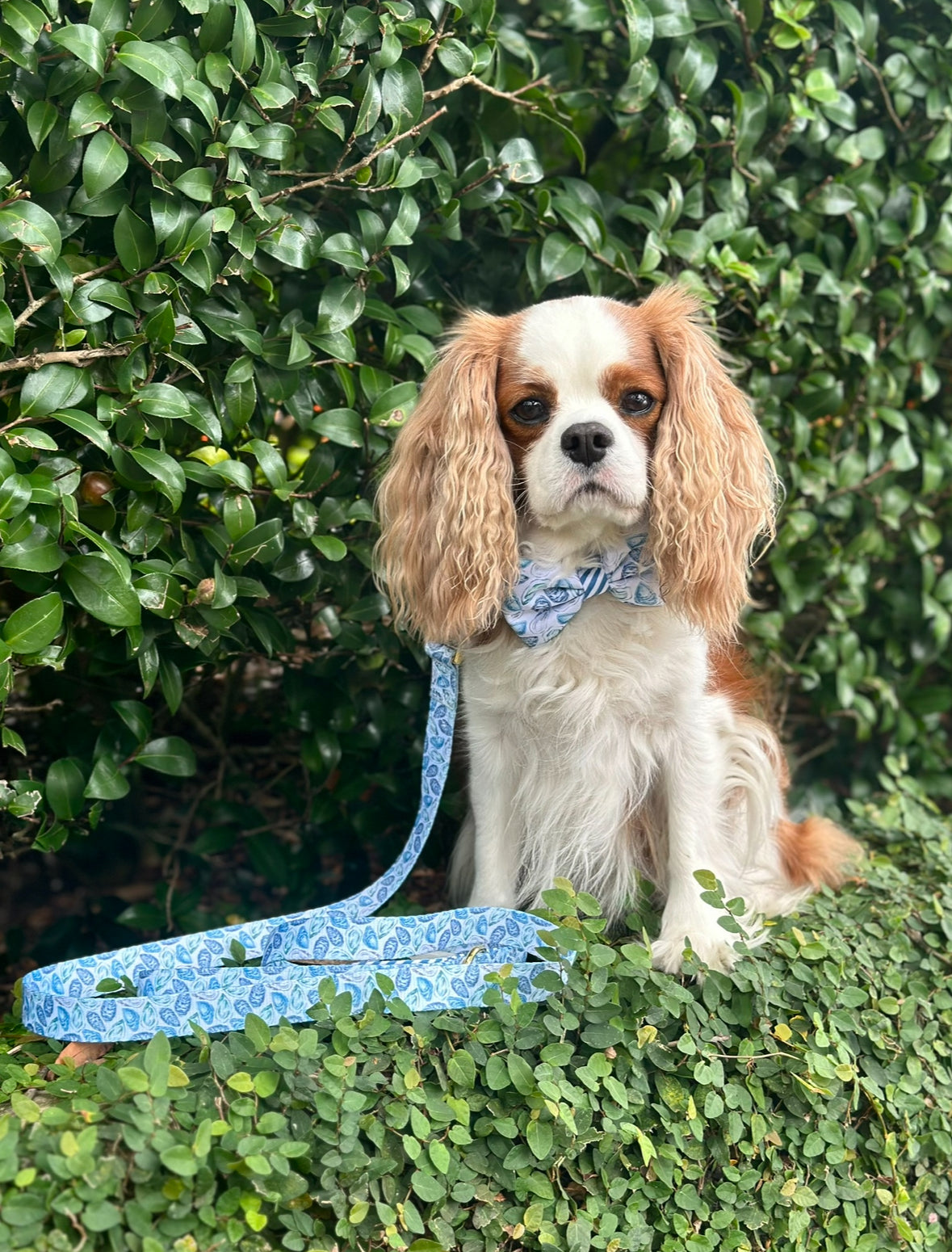 Blue Oyster Bow Tie