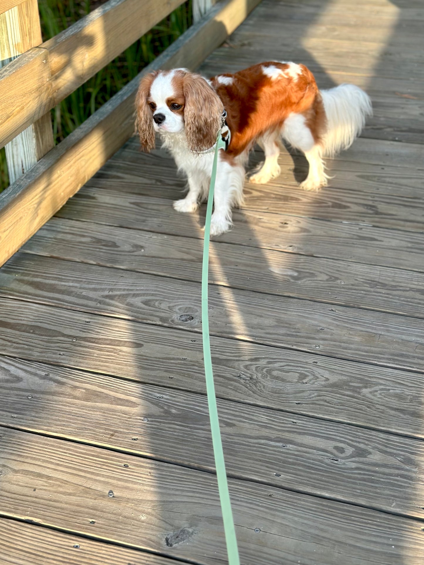 All-Weather Long Line Leash: Sea Green