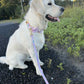 Pink Oyster Dog Collar