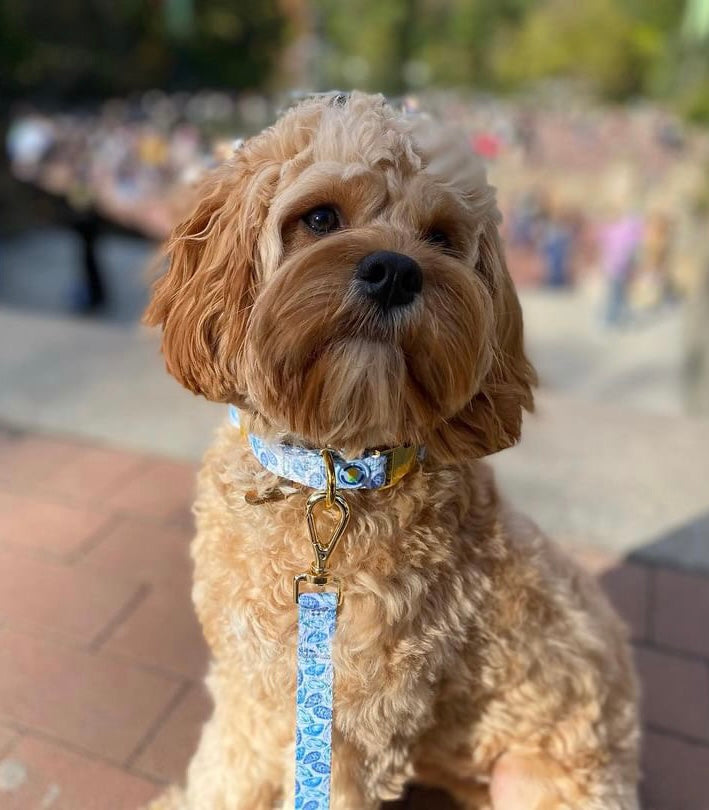 Cockapoo dog collar fashion