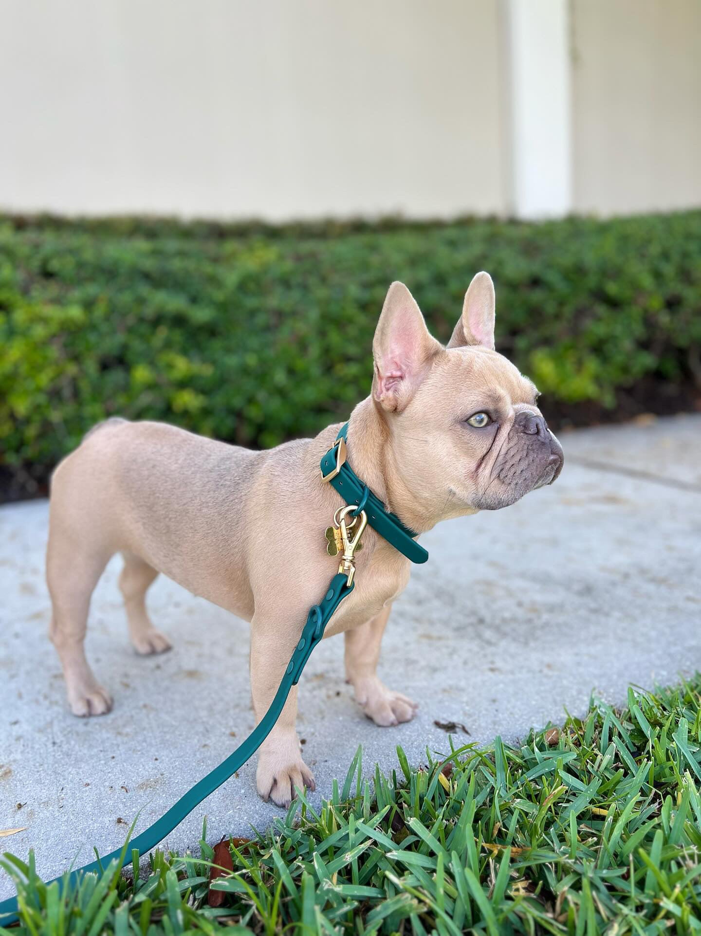 All-Weather Collar: Shoreline Pine