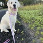 Pink Oyster Leash