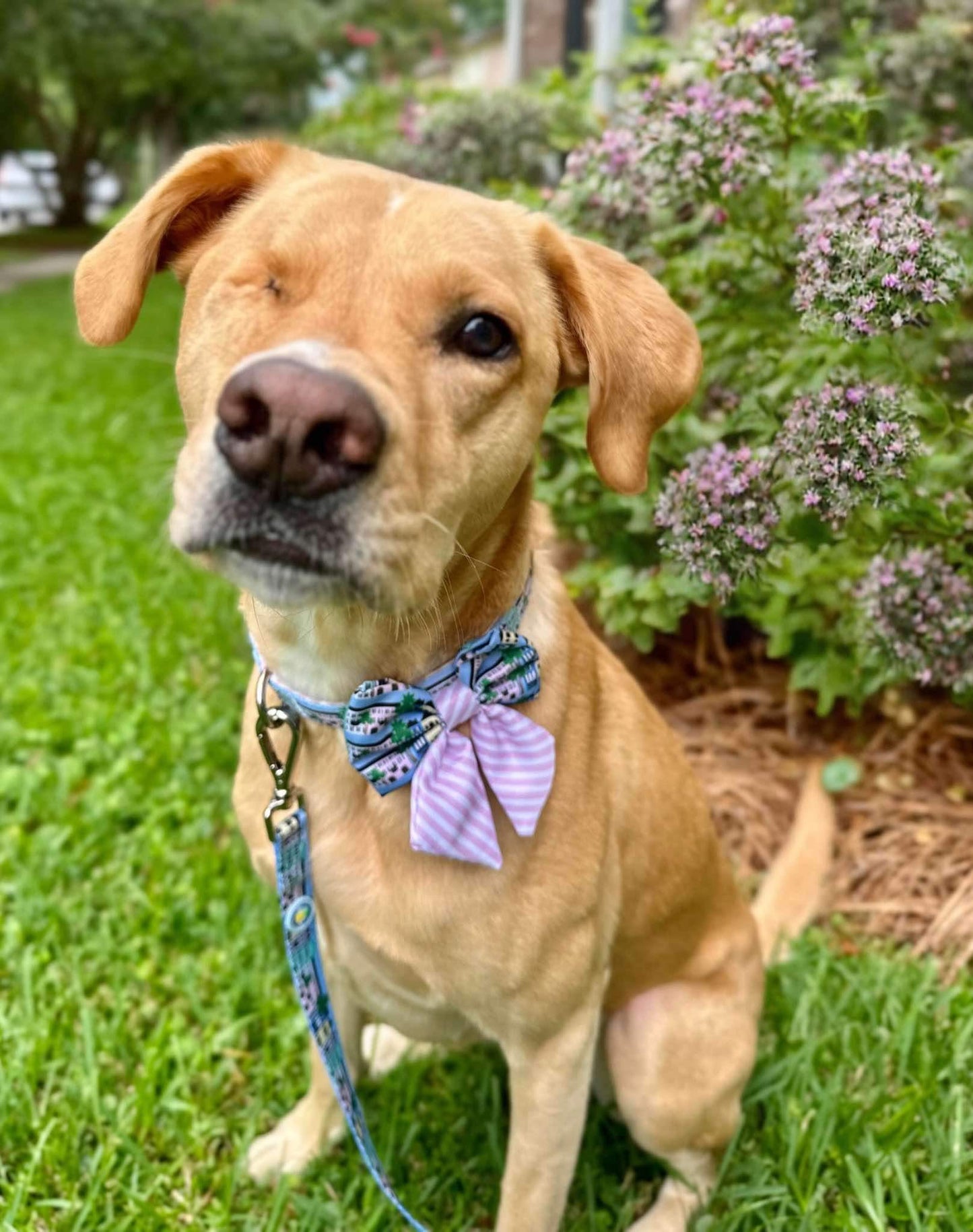 Rainbow Row Sailor Bow Tie