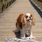 American Tide Leash