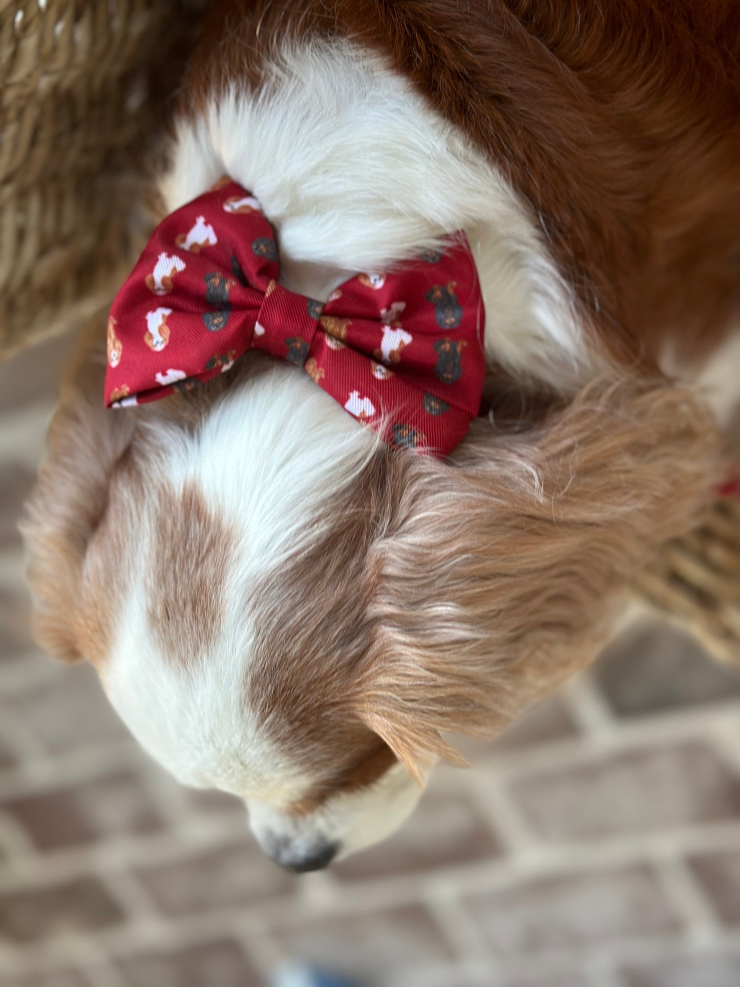 Red Cavalier Bow Tie