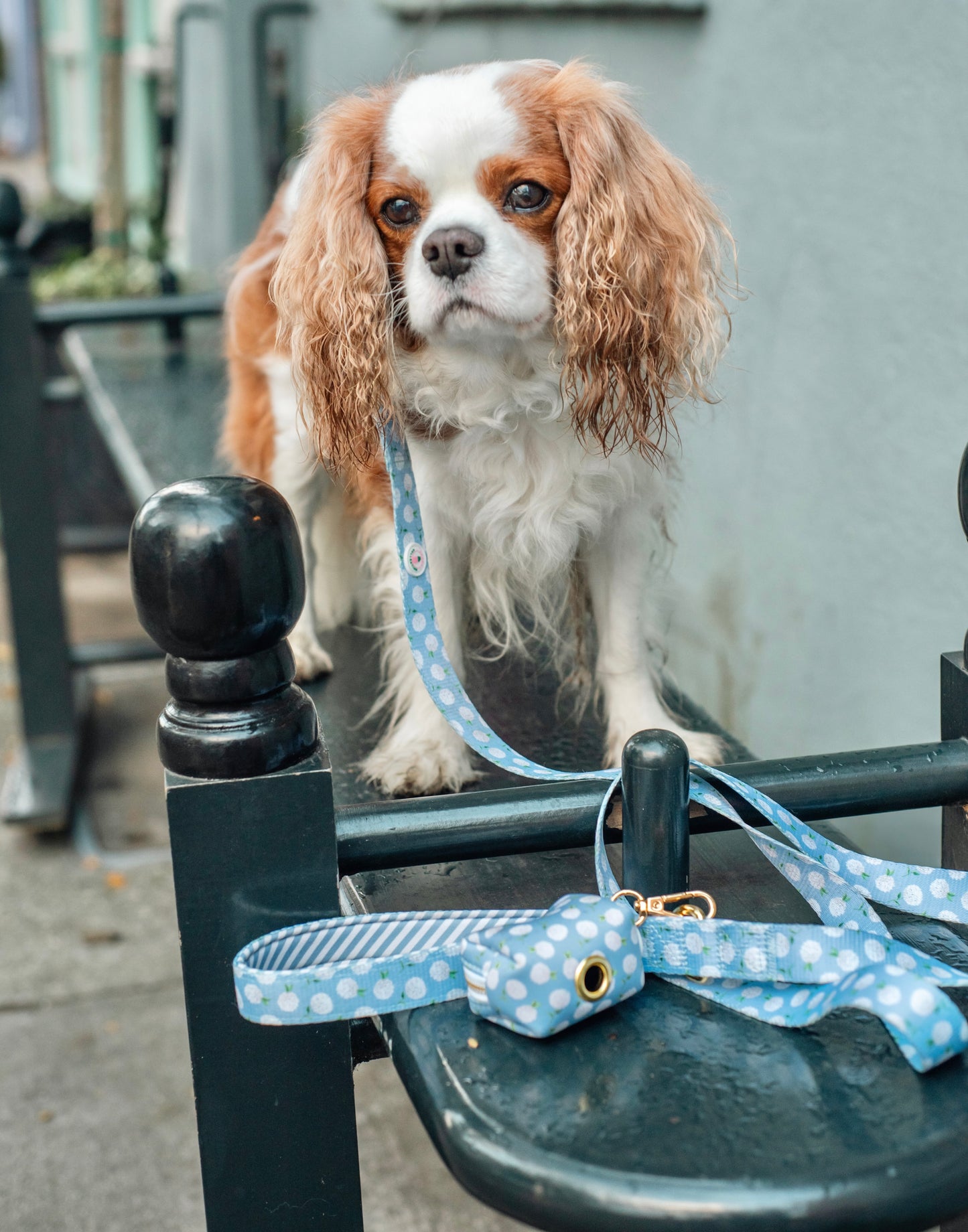 Hydrangea Leash - White