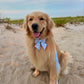 Sunshade Sailor Bow Tie