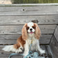 Green Gingham Leash