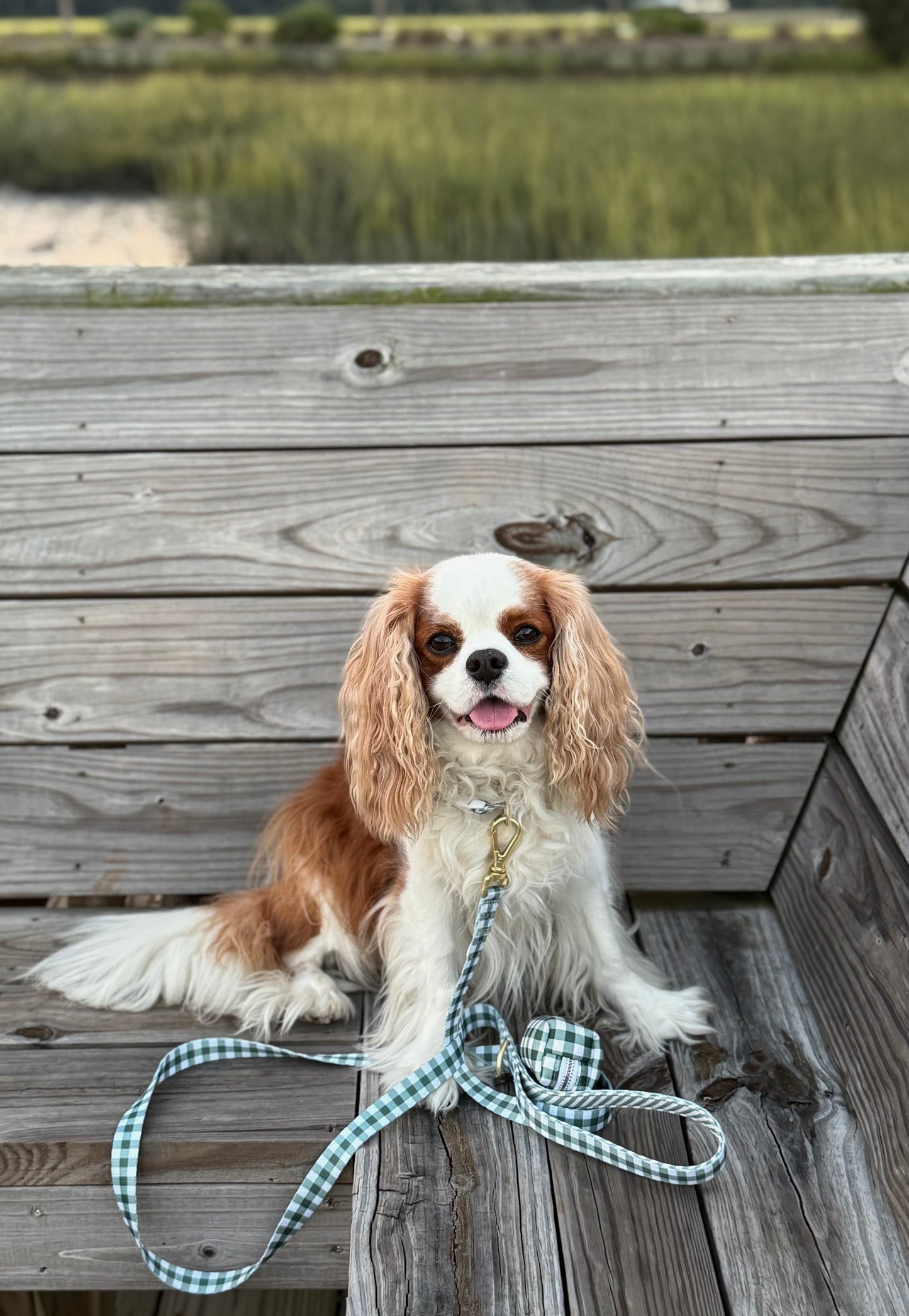 Green Gingham Leash